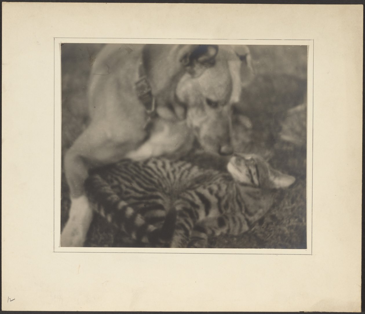 [Chat et chien] - Louis Fleckenstein