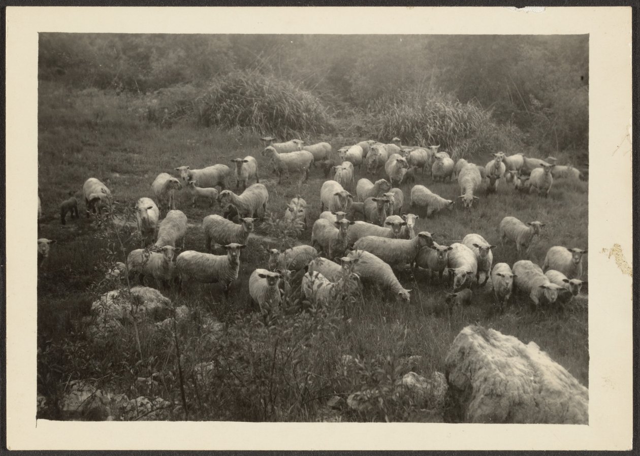 [Troupeau de moutons] - Louis Fleckenstein