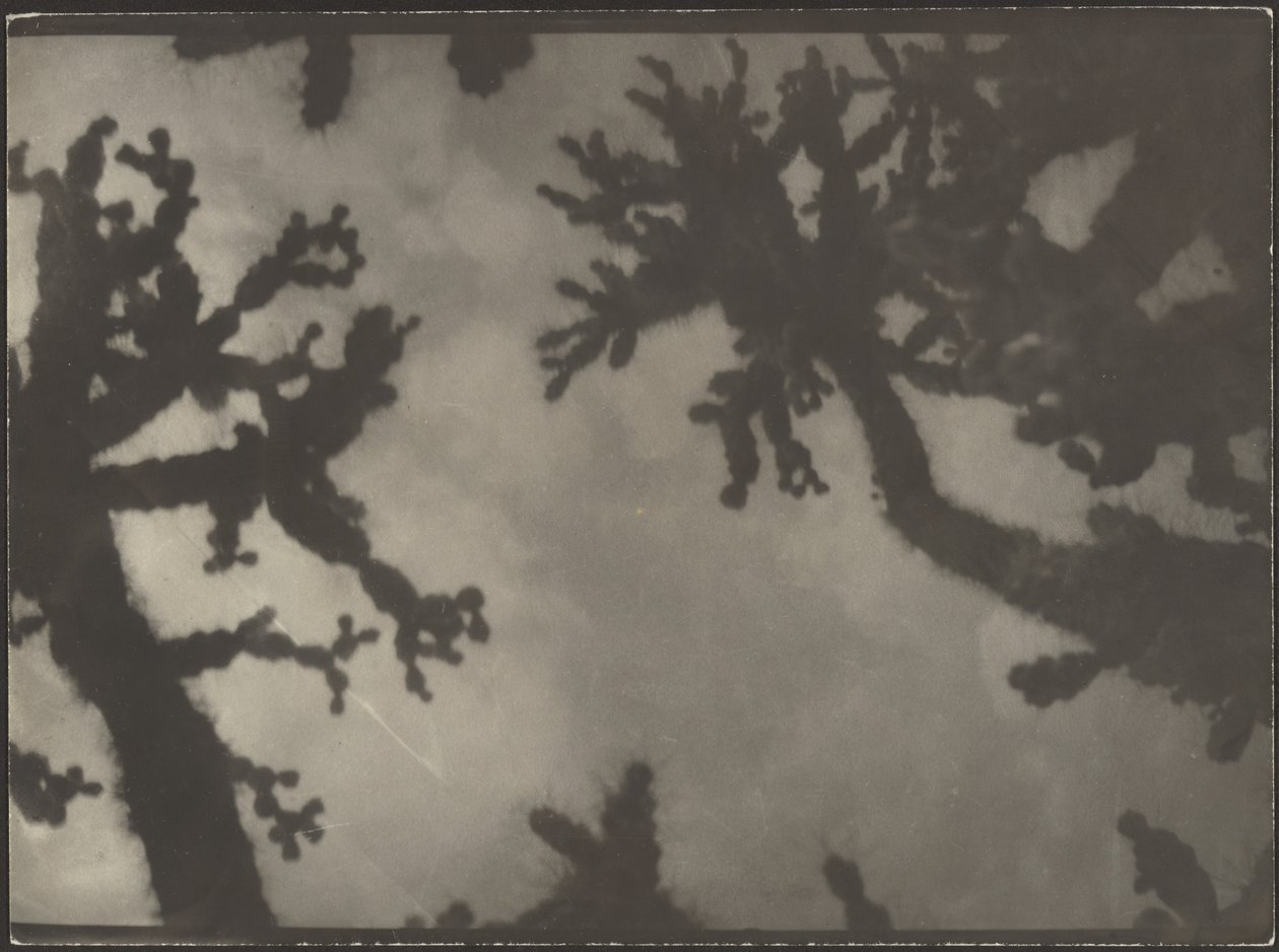 [Les arbres de Josué] - Louis Fleckenstein