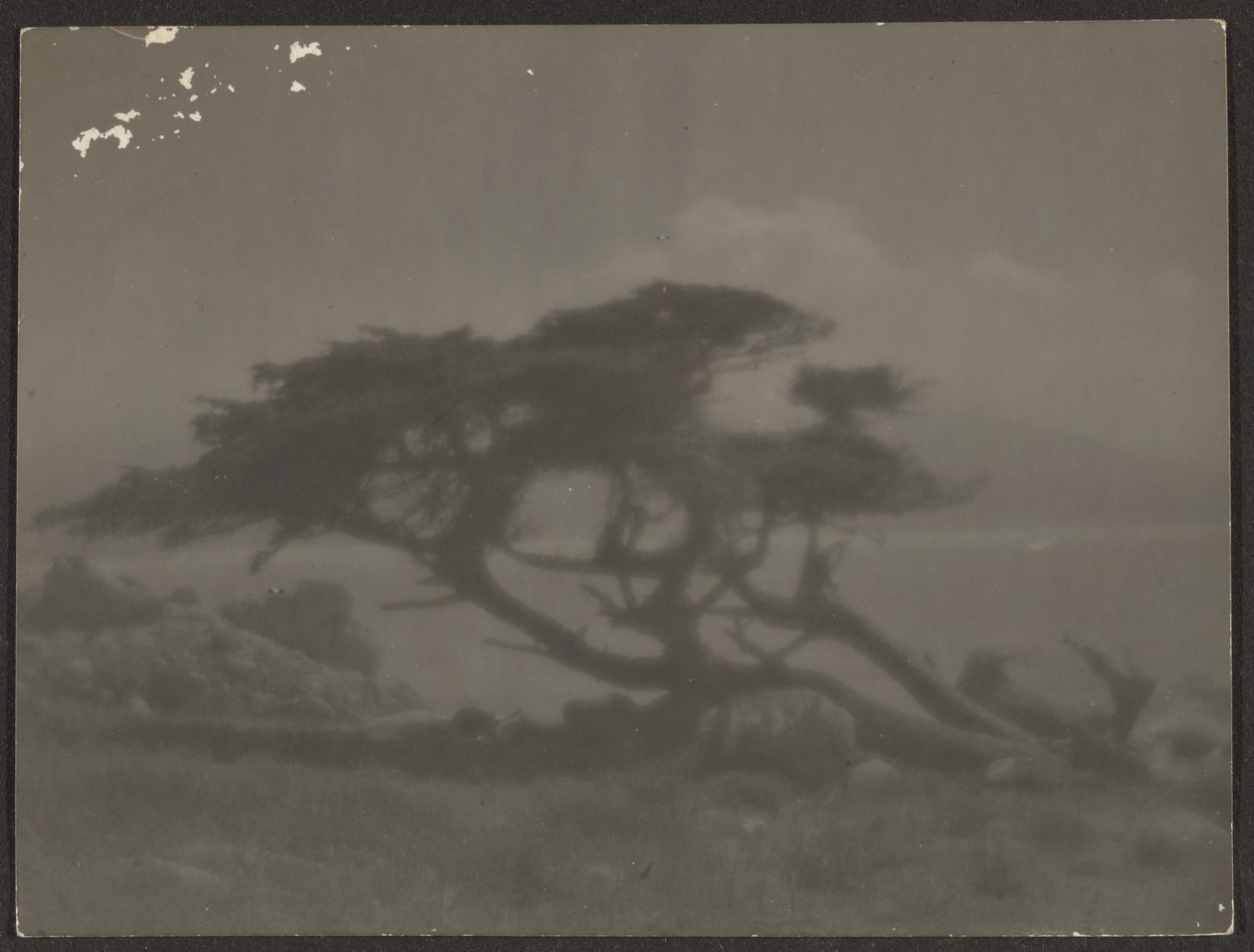 [Paysage avec cyprès] - Louis Fleckenstein