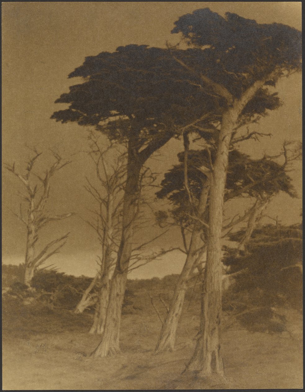 [Paysage avec des arbres] - Louis Fleckenstein