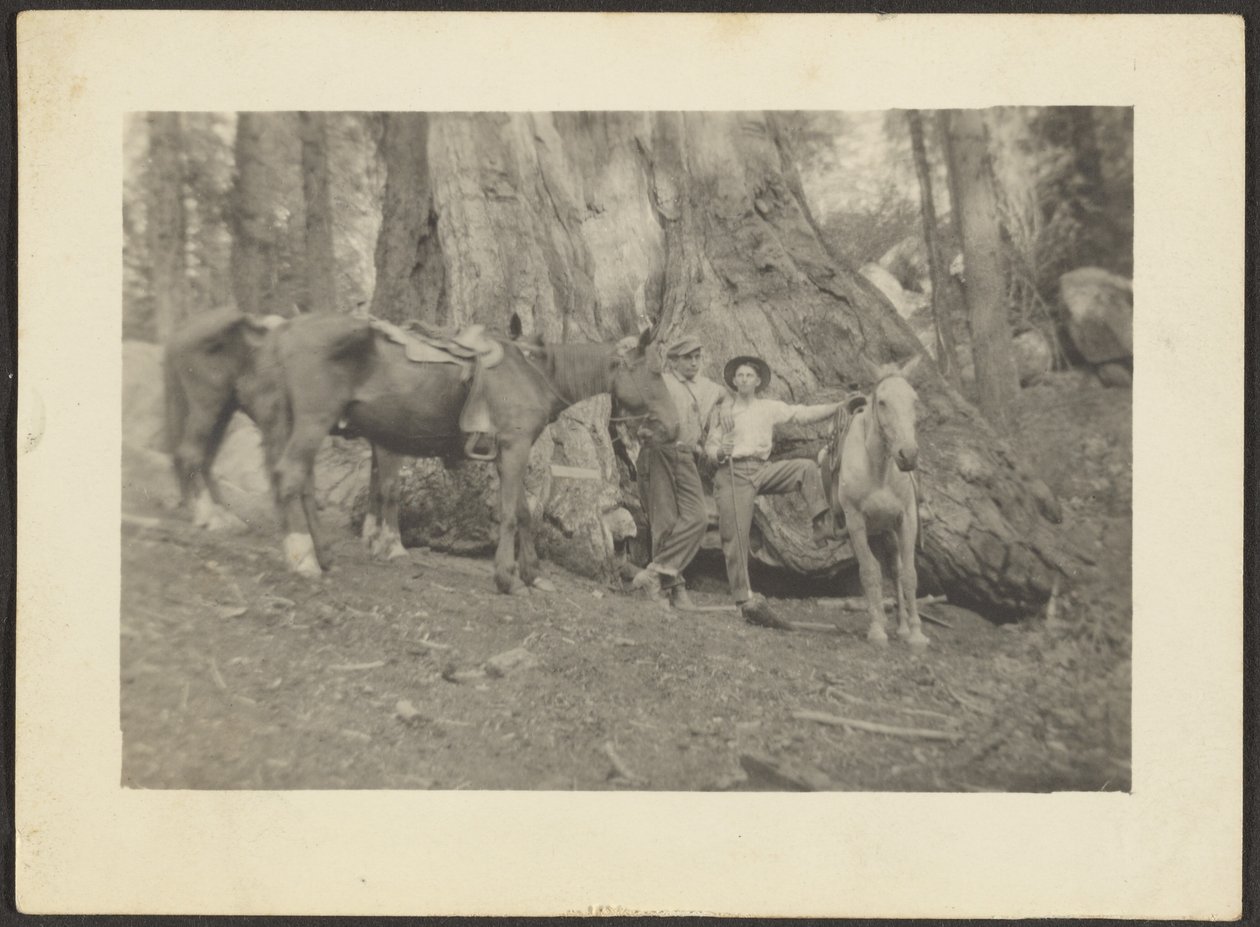 [Hommes et chevaux de bât en train de défricher une forêt]. - Louis Fleckenstein