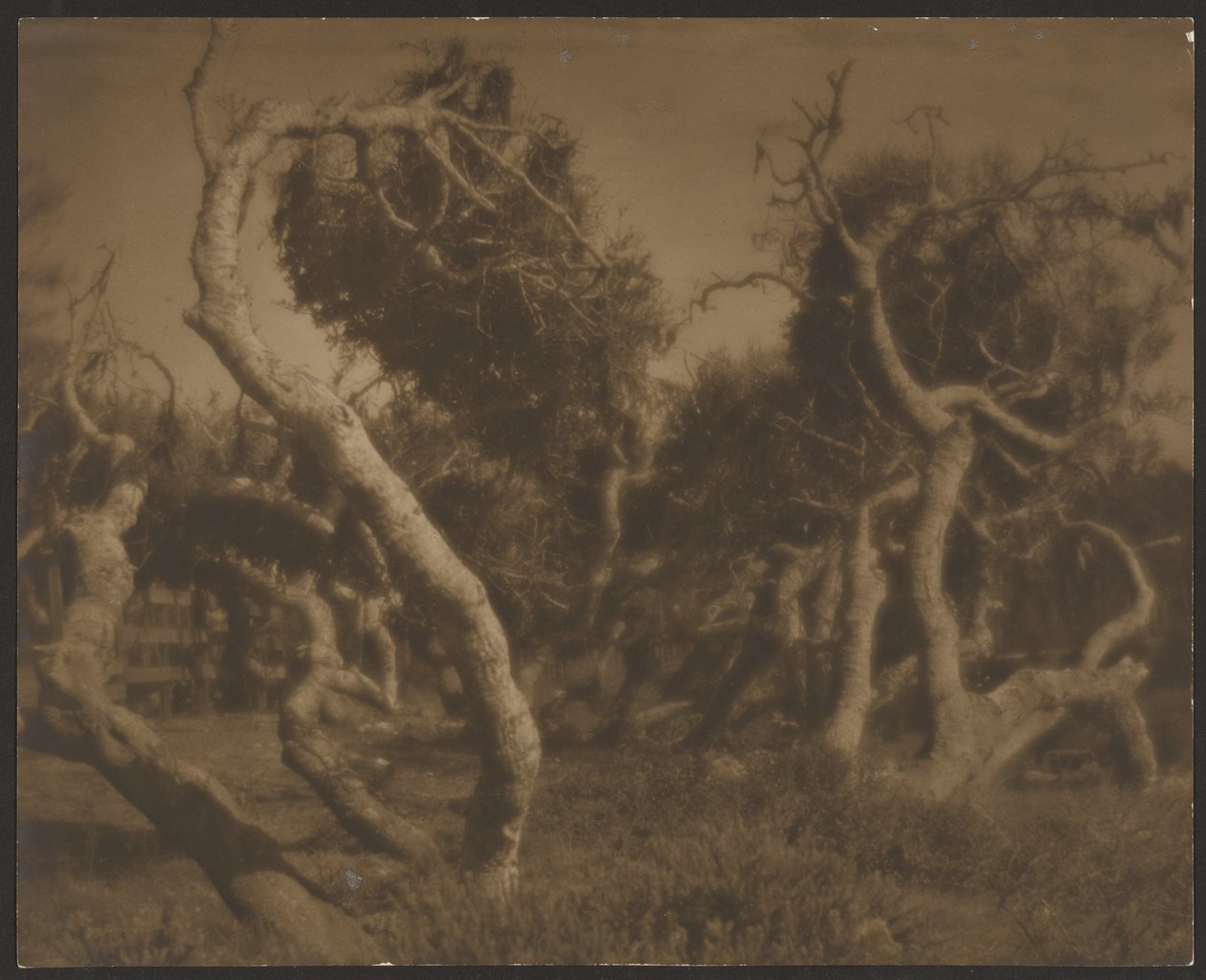 [Arbres tordus] - Louis Fleckenstein