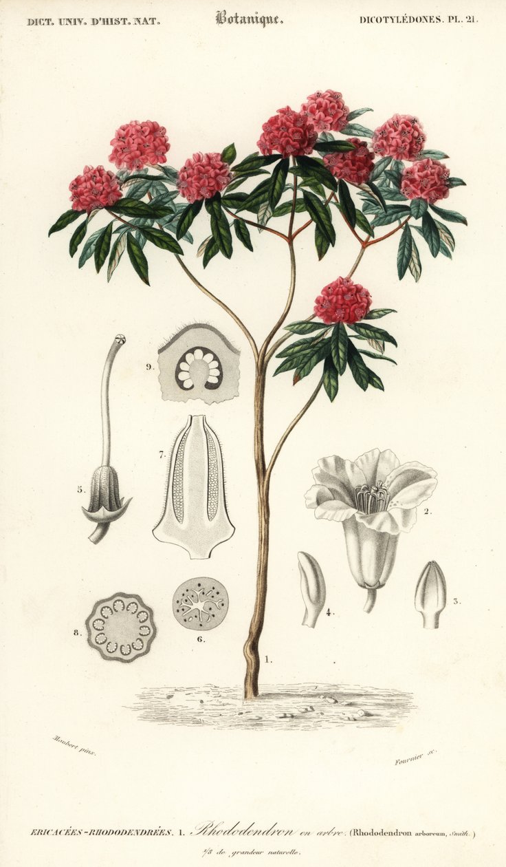 Rhododendron arboré, Rhododendron arboreum (gravure) - Louis Joseph Edouard Maubert