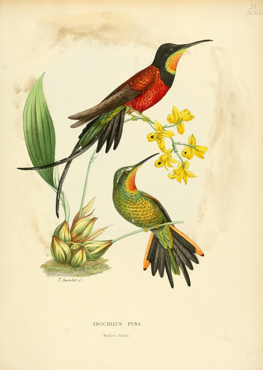 Trochilus pyra = Topaza pyra - Louis Victor Bevalet
