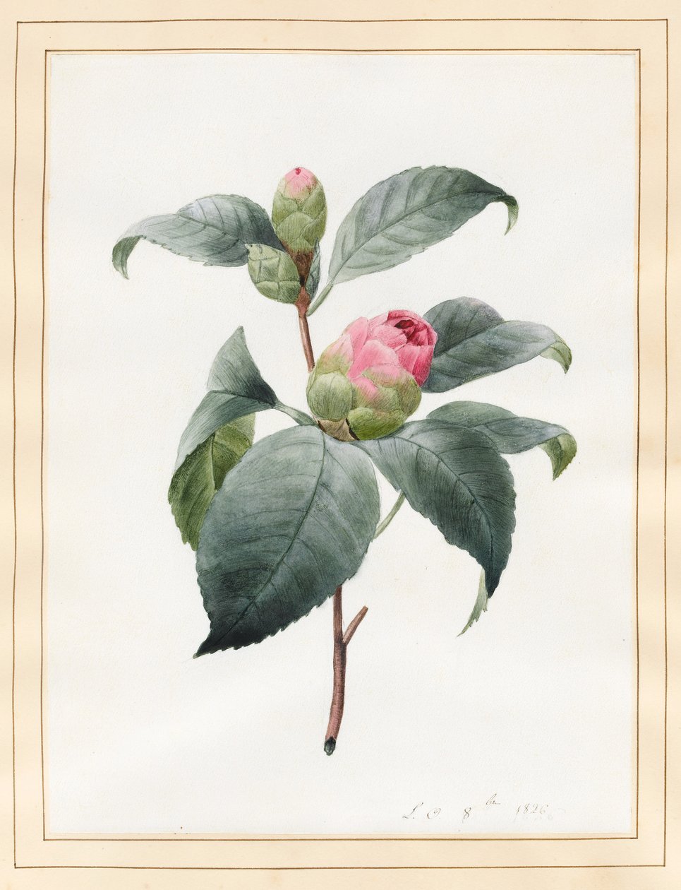Camélia - Louise DOrleans