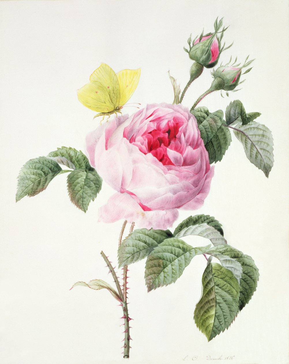 PD.107-1973.f11 Rose rose avec bourgeons et papillon citron, 1826 - Louise DOrleans