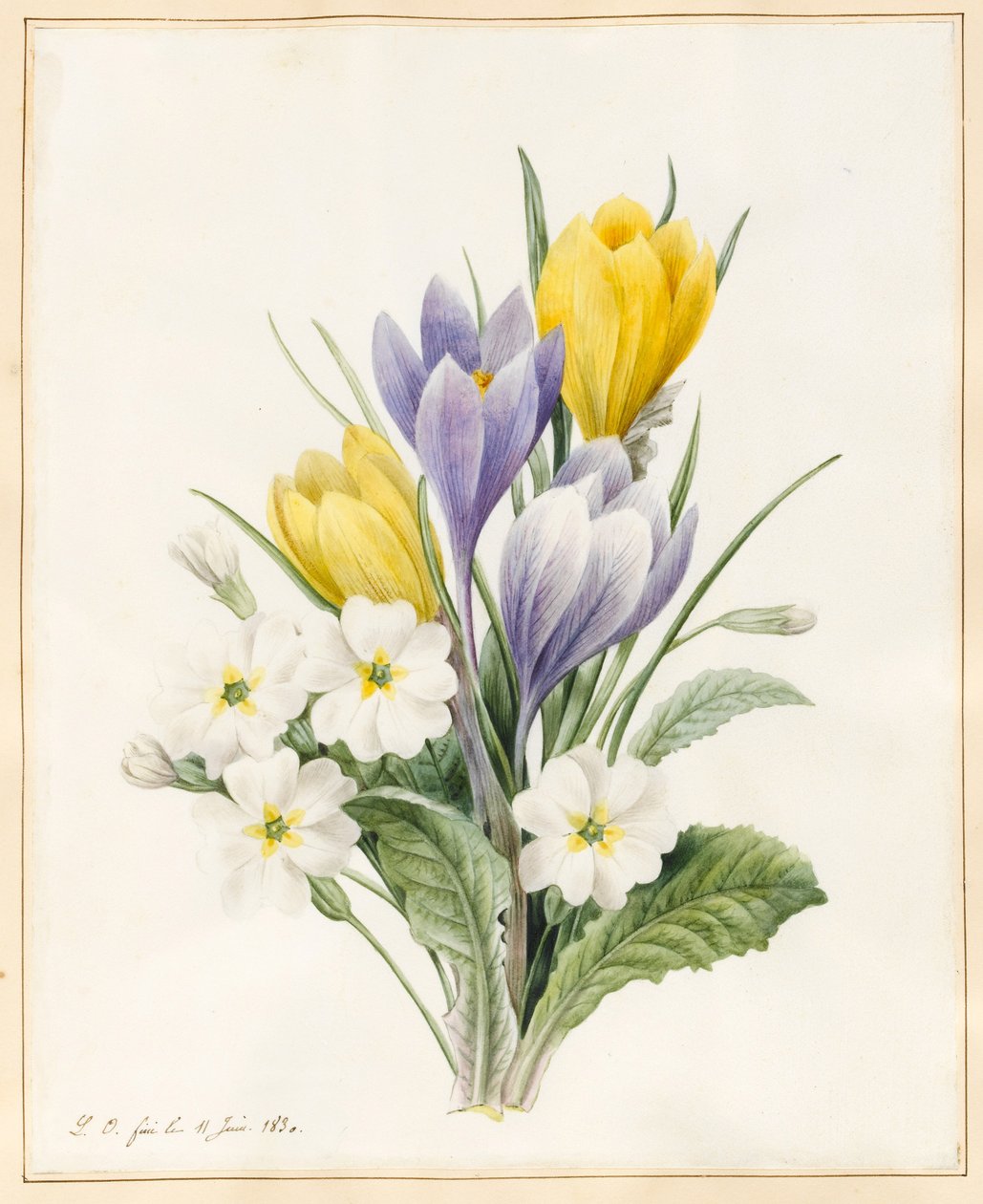 Primevères blanches et Crocus hybrides précoces, 1830 - Louise DOrleans
