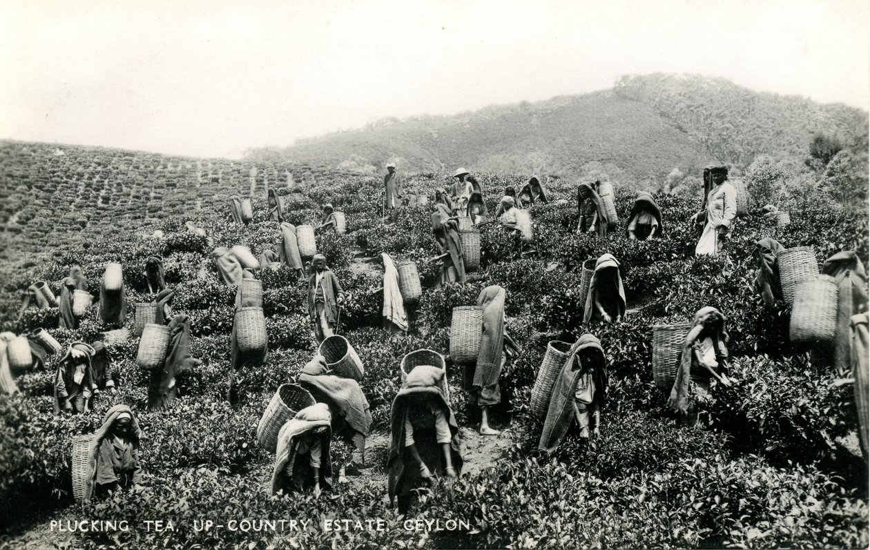 Récolte du thé, domaine de l