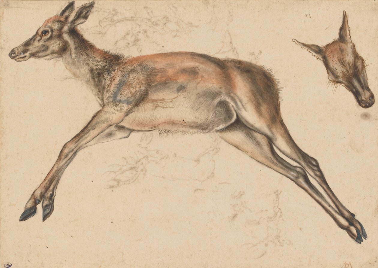 Biche morte, les quatre membres étendus, et tête de biche - Lucas Cranach the Elder
