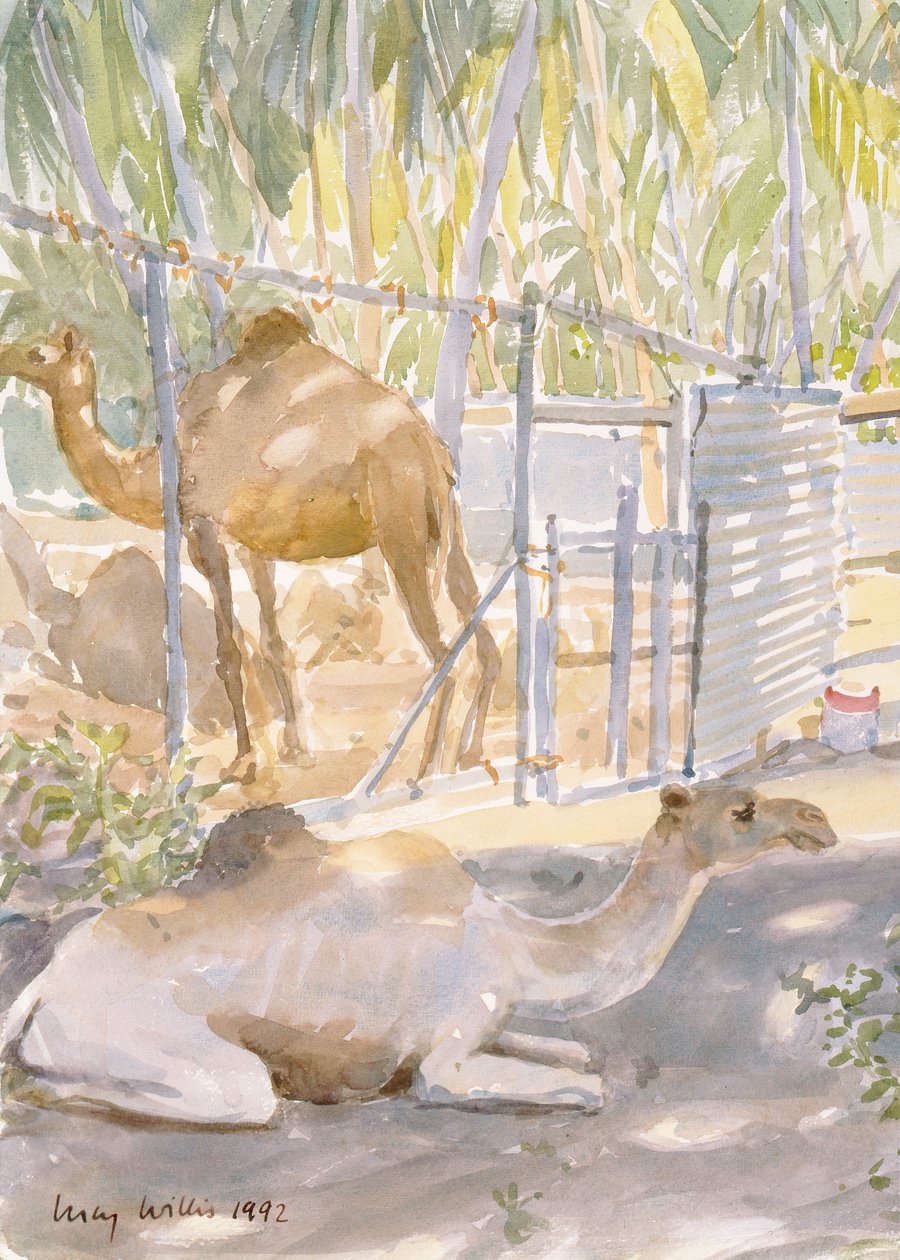 Chameaux au repos, Salala (Oman) 1992 - Lucy Willis