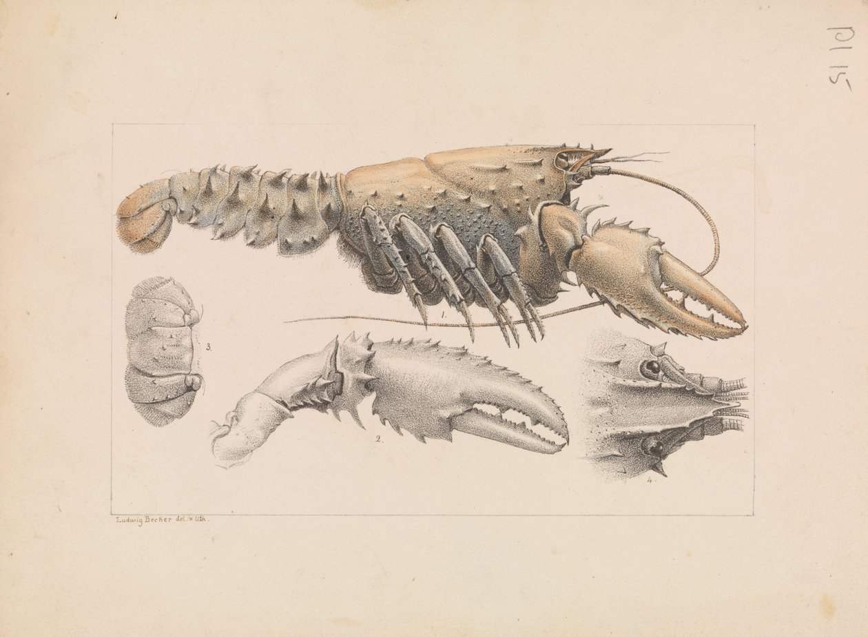 Écrevisse épineuse de Murray, Euastacus armatus - Ludwig Becker