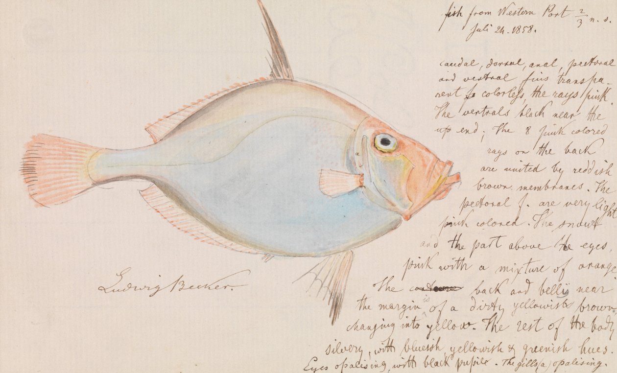 Daurade argentée, Cyttus australis - Ludwig Becker