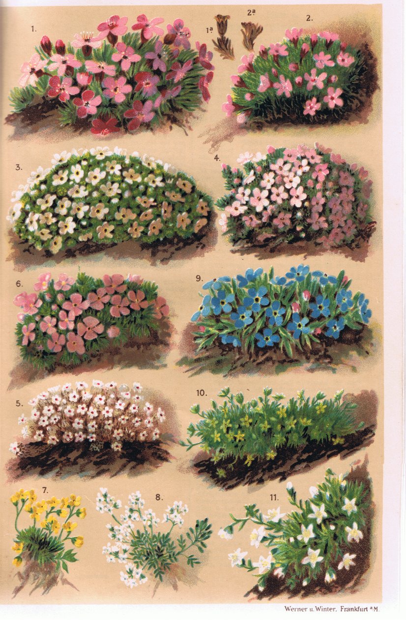 Plantes alpines, illustration de 