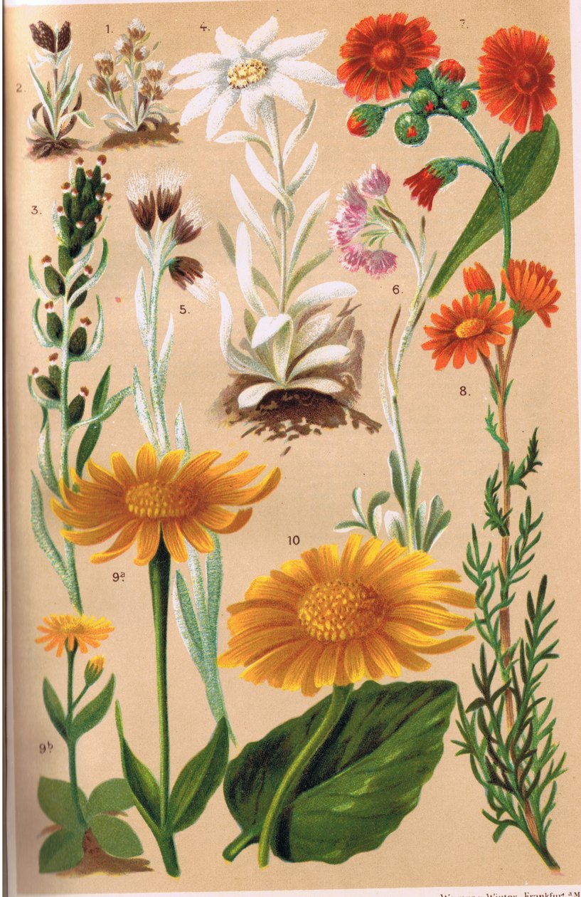 Plantes alpines, illustration de 