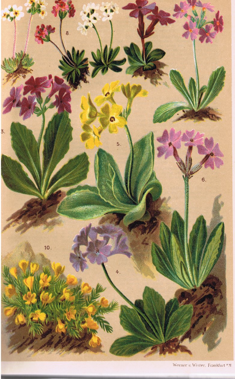 Plantes alpines, illustration de 