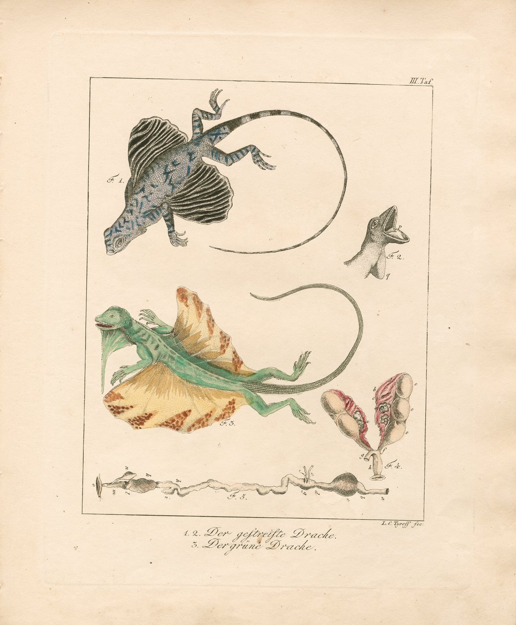 Les dragons volants et leur anatomie (gravure sur cuivre coloriée à la main) - Ludwig Christoph Tyroff