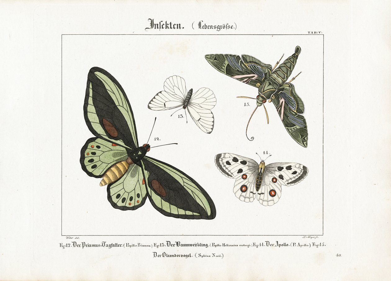 Les papillons et le papillon de nuit du laurier-rose - Ludwig Meyer