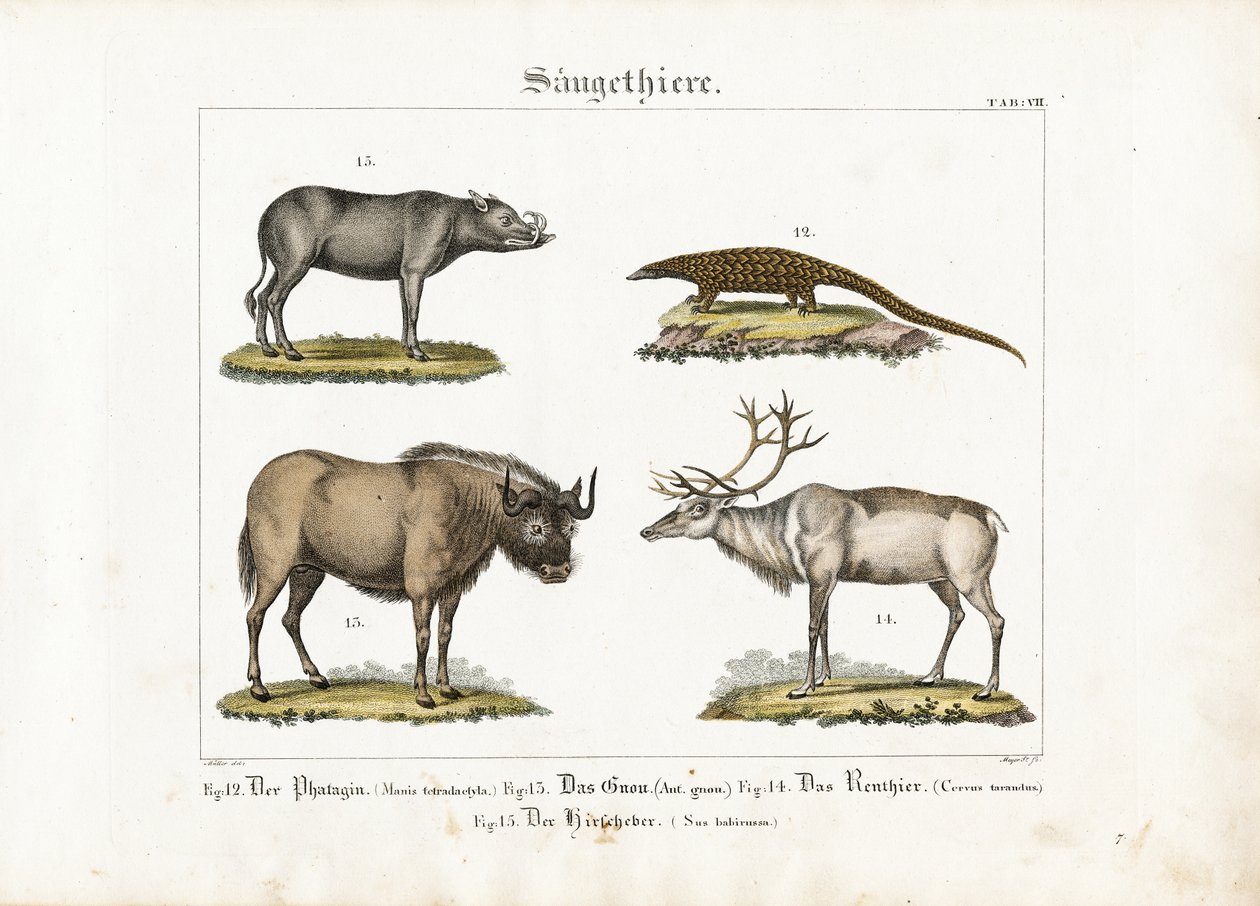 Mammifères exotiques : pangolin, gnou, renne et babouin. - Ludwig Meyer