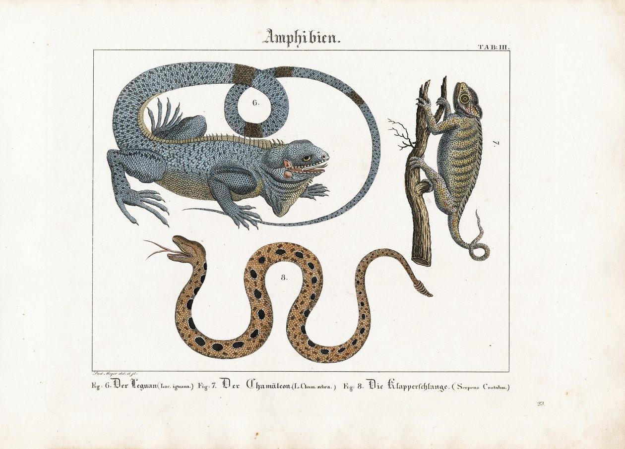 Iguane, caméléon et serpent à sonnettes - Ludwig Meyer