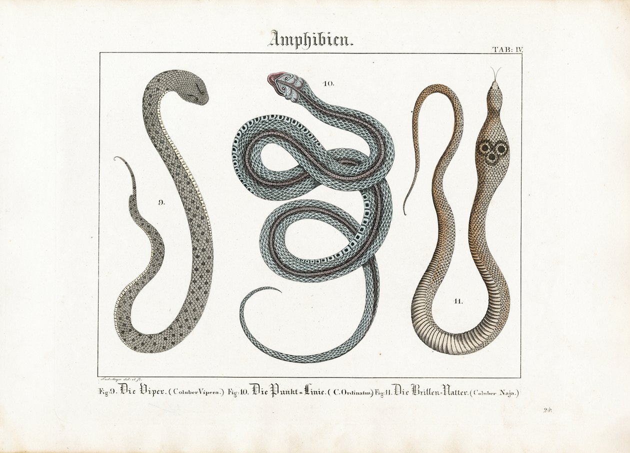 Serpents venimeux : Vipère, couleuvre et cobra - Ludwig Meyer