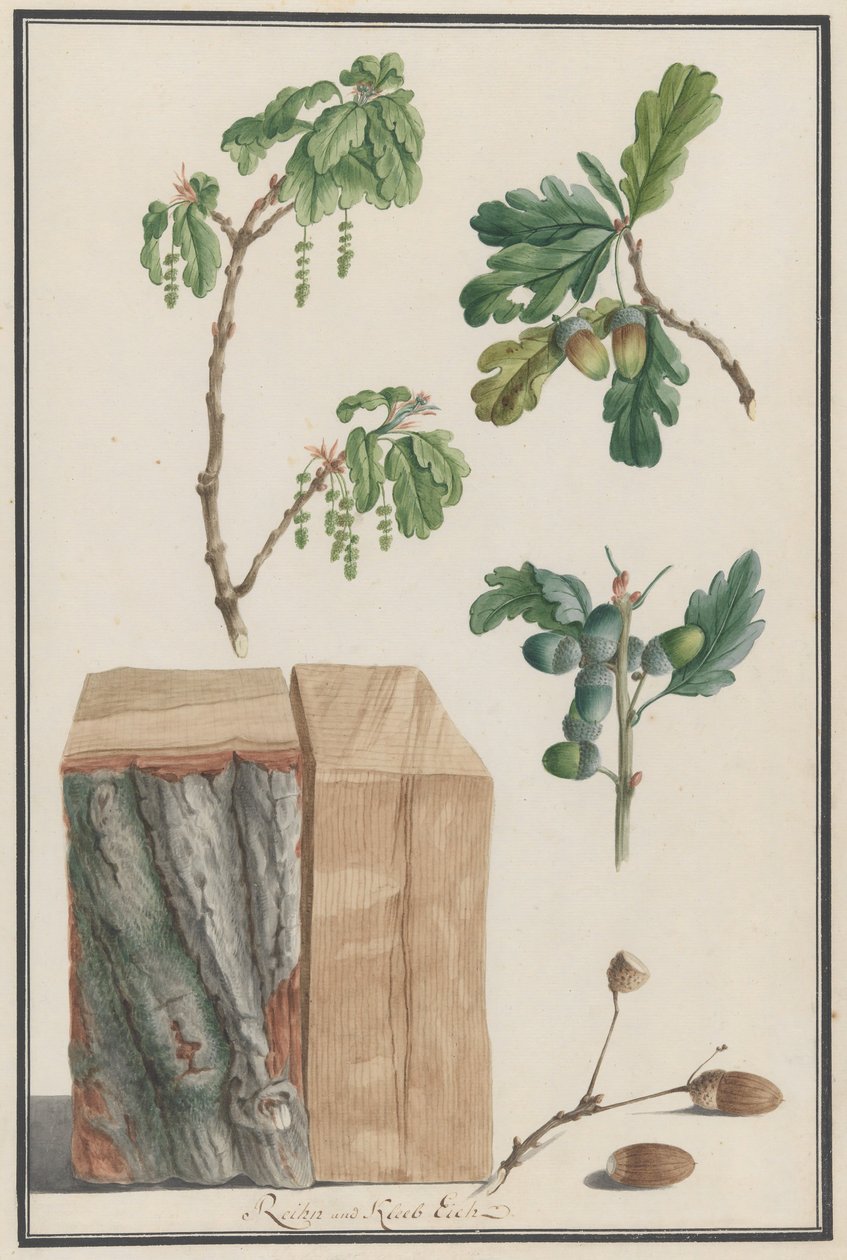 Études des fleurs, fruits et tronc d