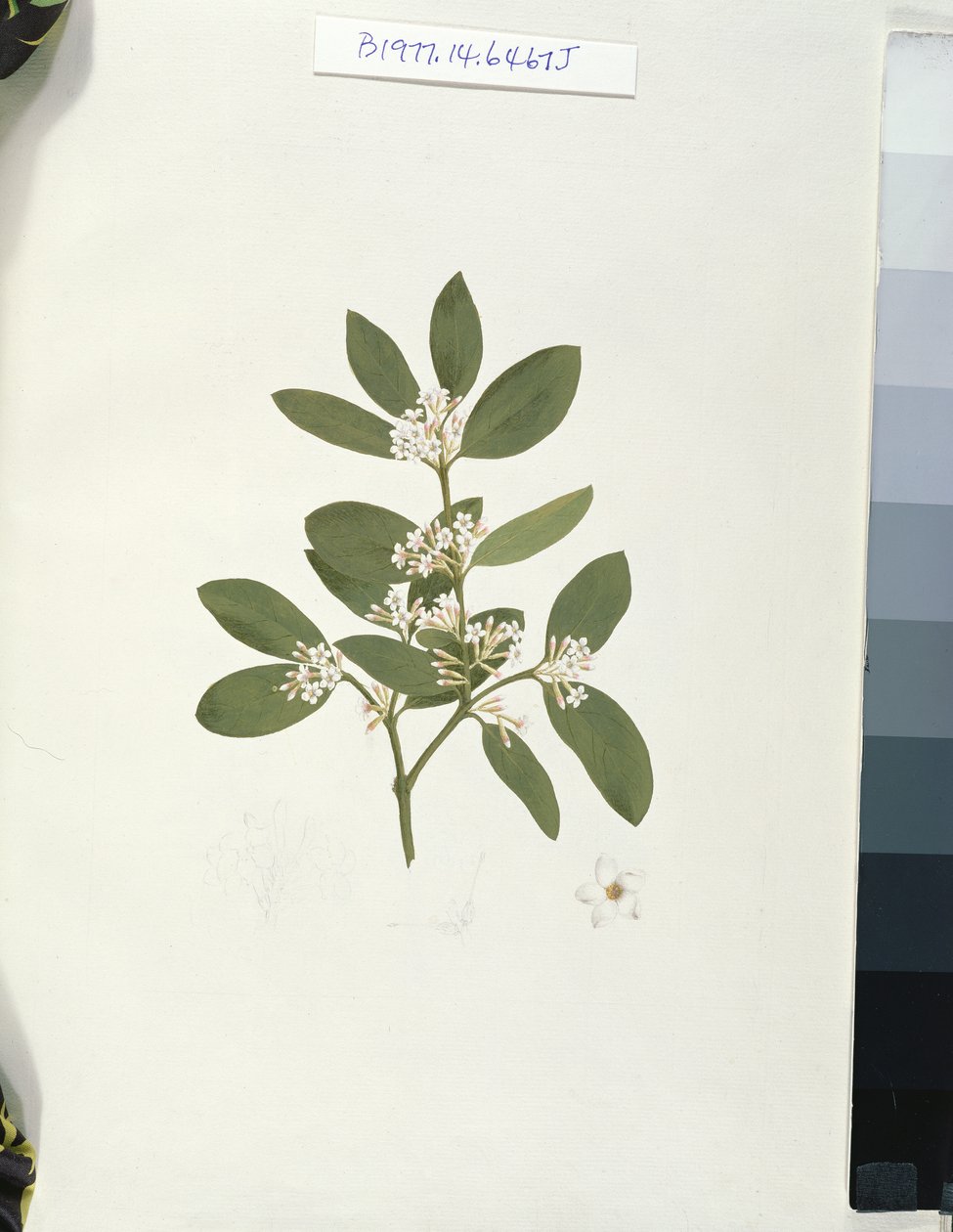 Dessin botanique, illustration de Quarante et un dessins botaniques avec notes - Luigi Balugani