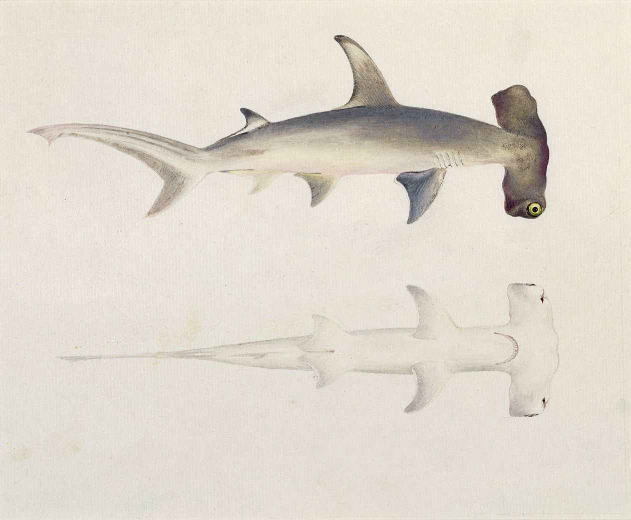 Un requin marteau, Loheia, autrefois attribué à James Bruce (1730-94) - Luigi Balugani