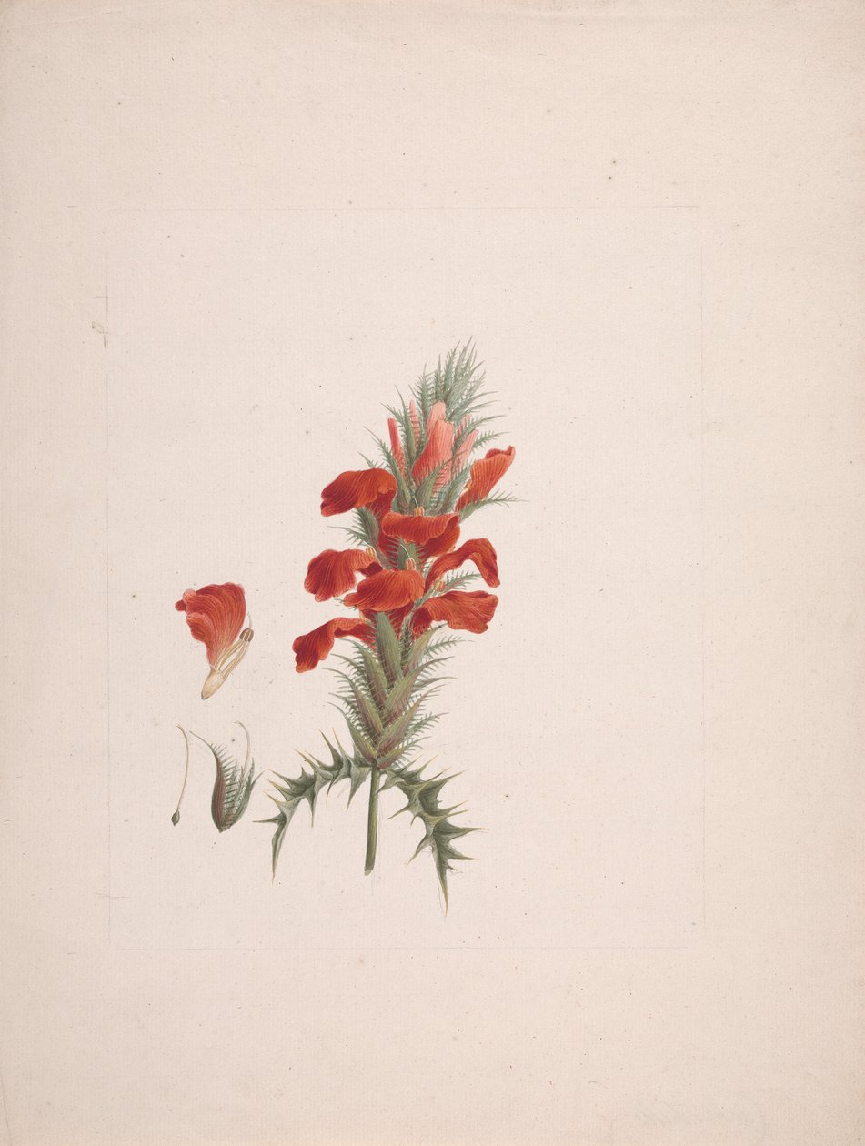 Acanthus Sennii Chiov. : dessin fini avec détails ajoutés - Luigi Balugani