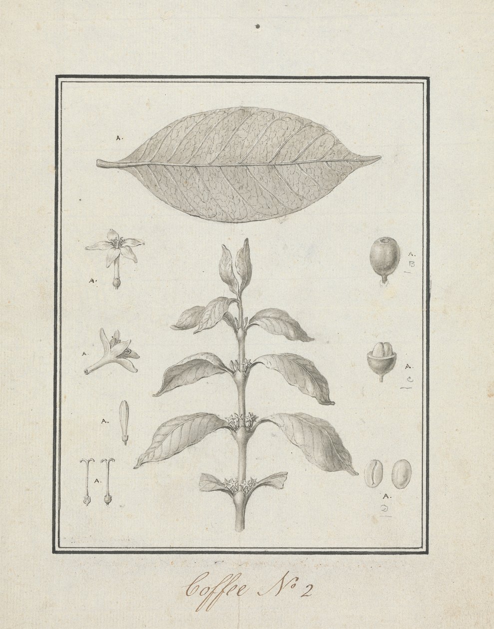 Coffea arabica L. (Caféier Arabica) : dessin fini d