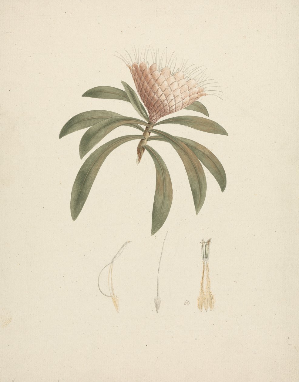 Protea gaguedi J.F. Gmel. (Protea) : dessin fini avec détails floraux - Luigi Balugani