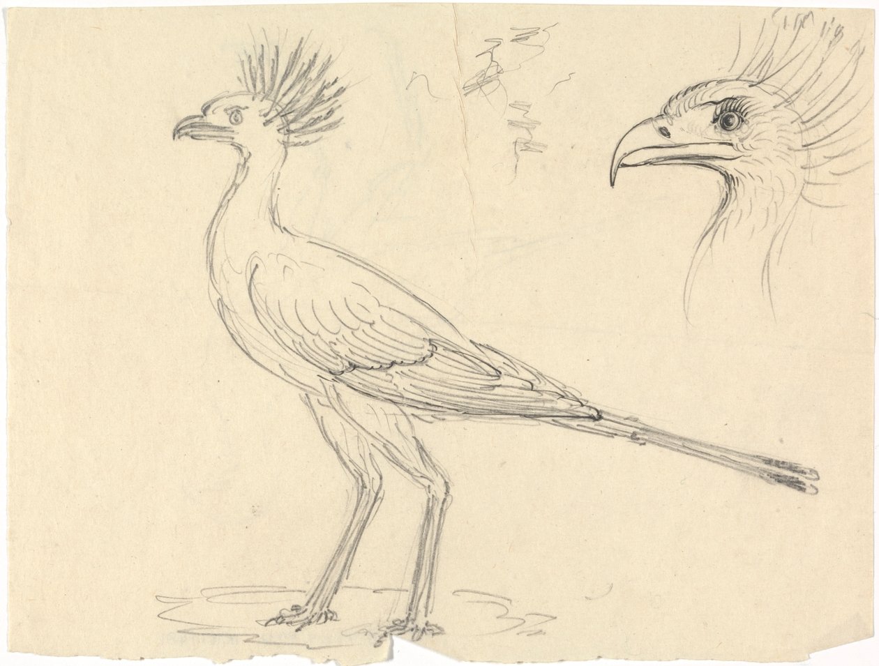 Oiseau secrétaire - Luigi Balugani