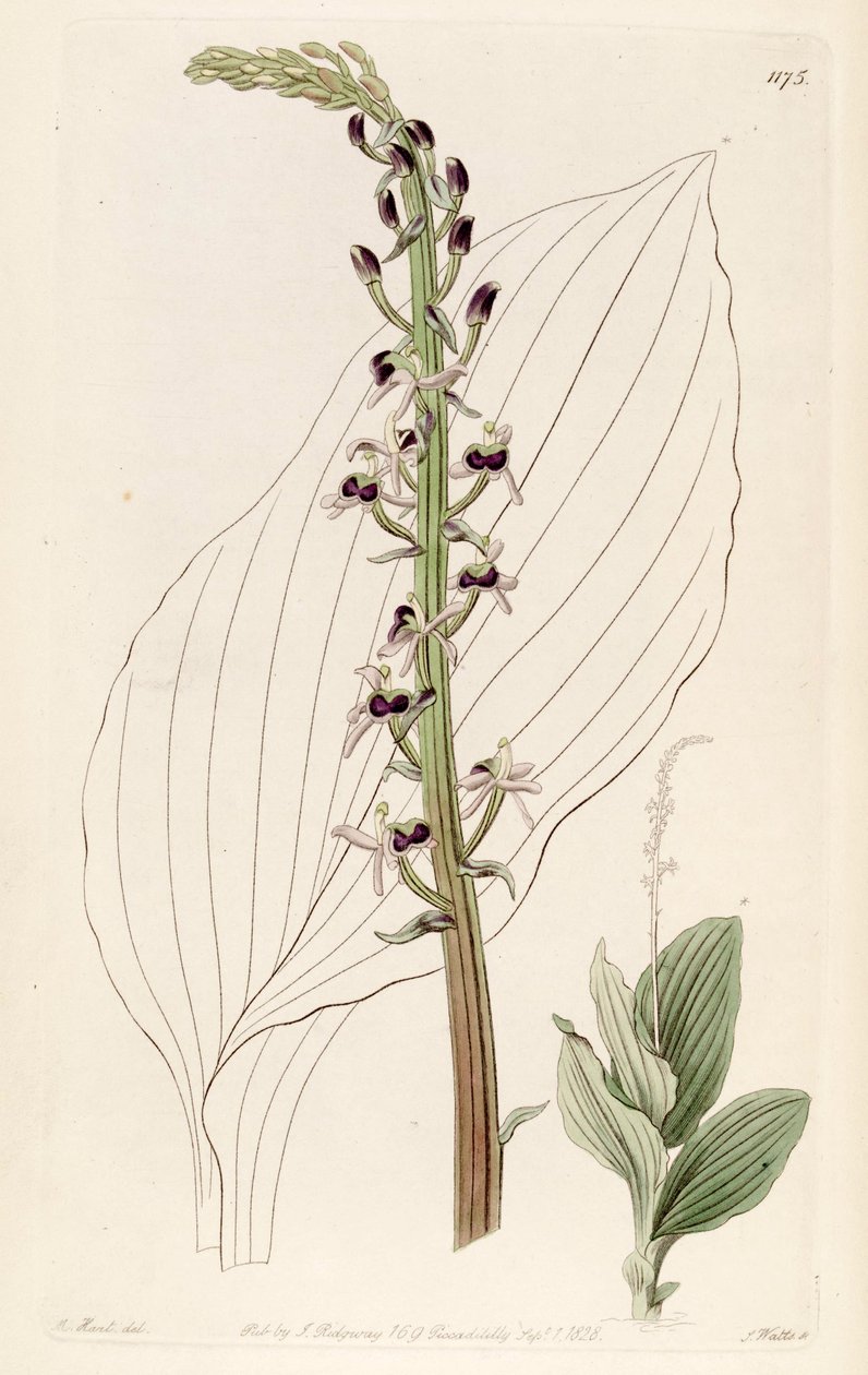 Illustration de Liparis nervosa ssp. nervosa (comme syn. Liparis elata) - M. Hart