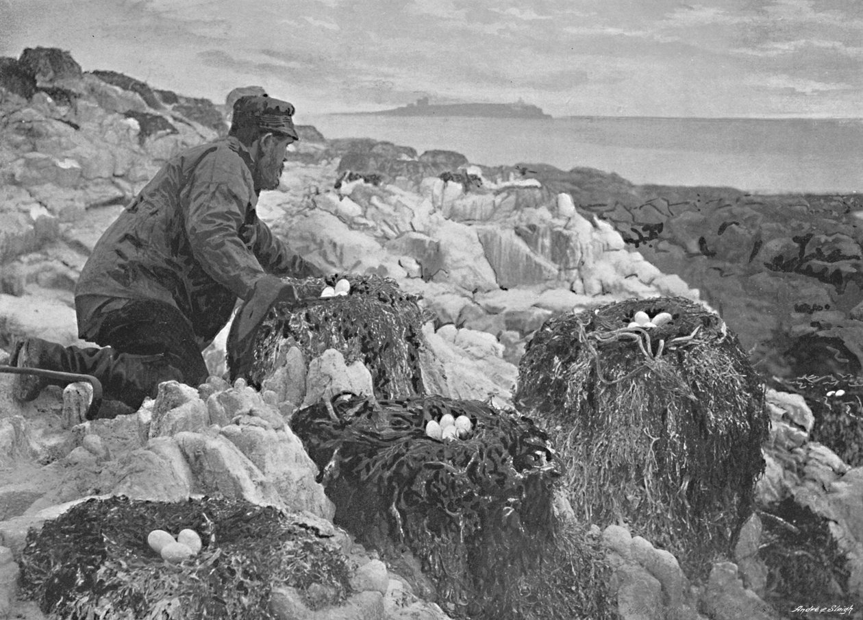 Nids de cormorans, îles Farne, vers 1896 - M. Aunty