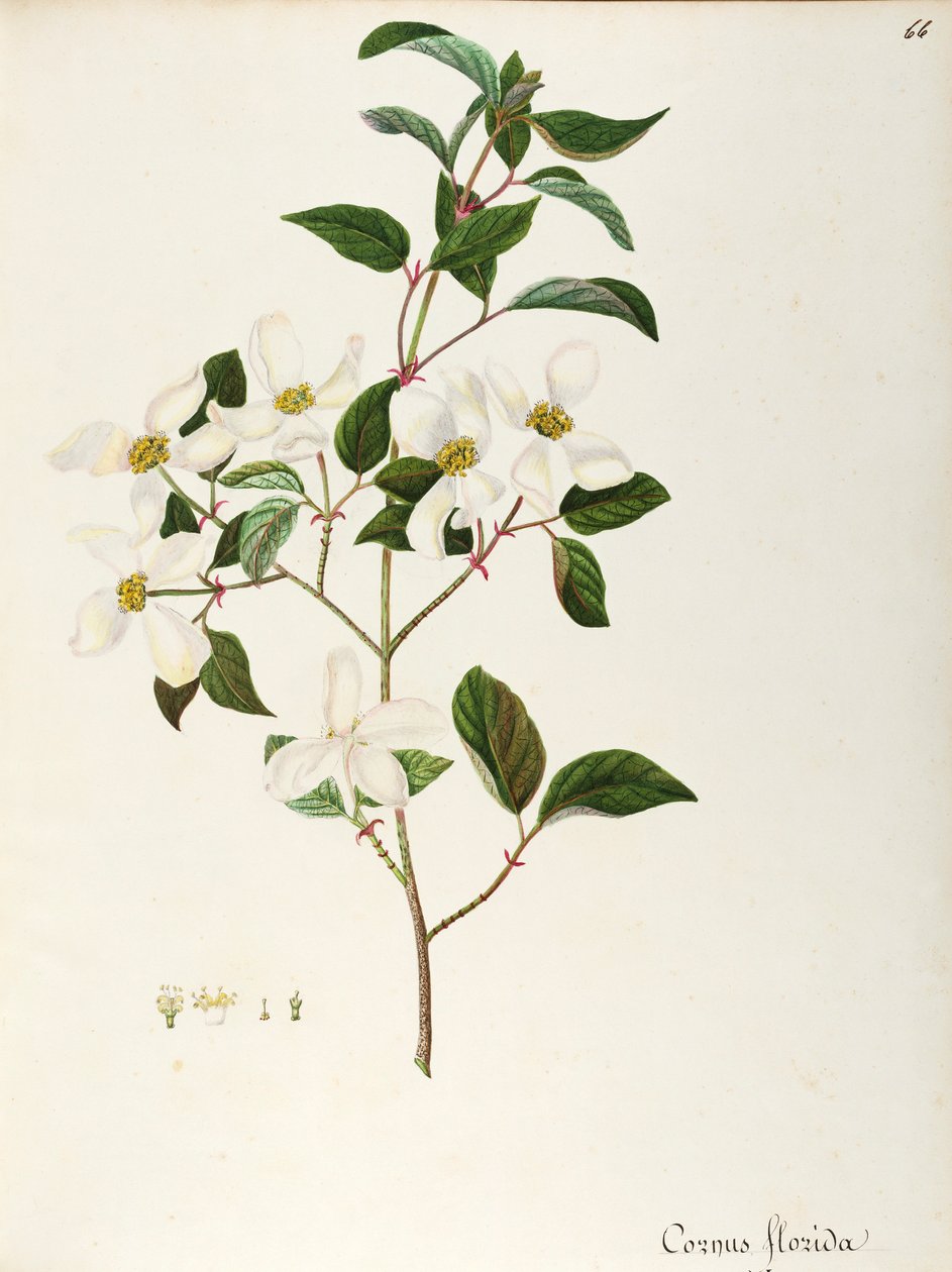 Cornouiller à fleurs (Cornus florida), Cornaceae, petit arbre ou arbuste originaire d