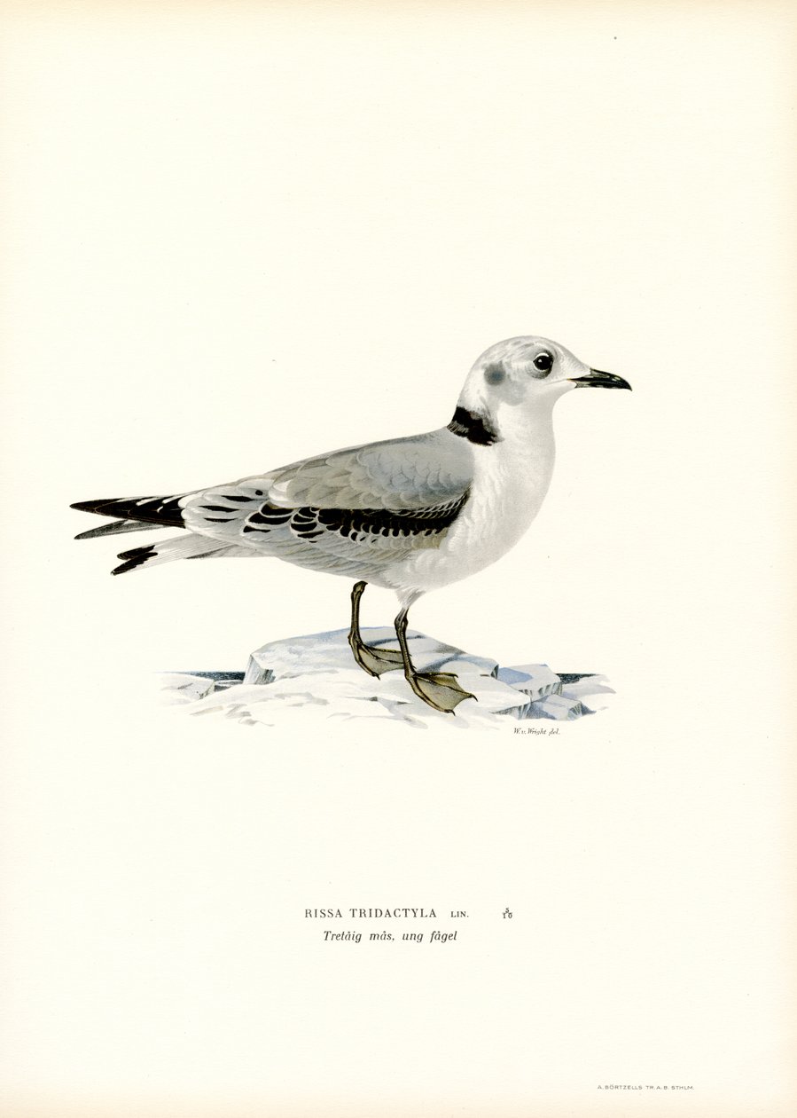 Mouette tridactyle - Magnus Ferdinand and Wilhelm von Wright