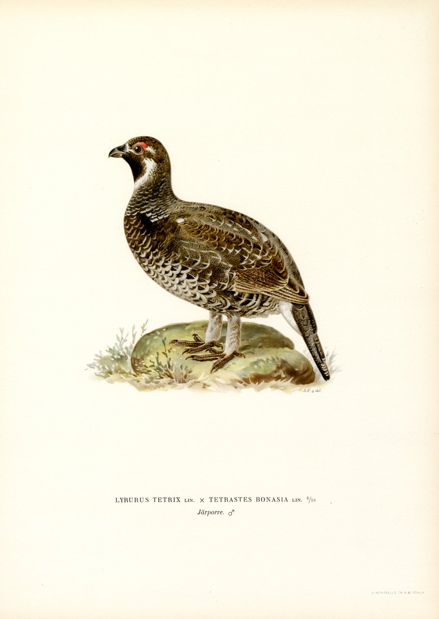 Grand Tétras x Tétras des noisetiers - Magnus Ferdinand and Wilhelm von Wright