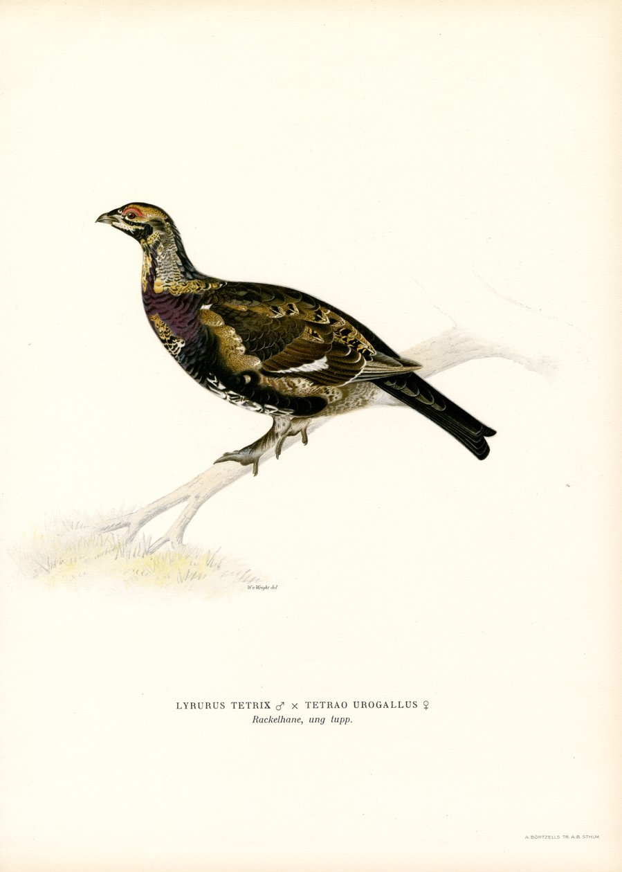 Tétras lyre x Grand tétras - Magnus Ferdinand and Wilhelm von Wright