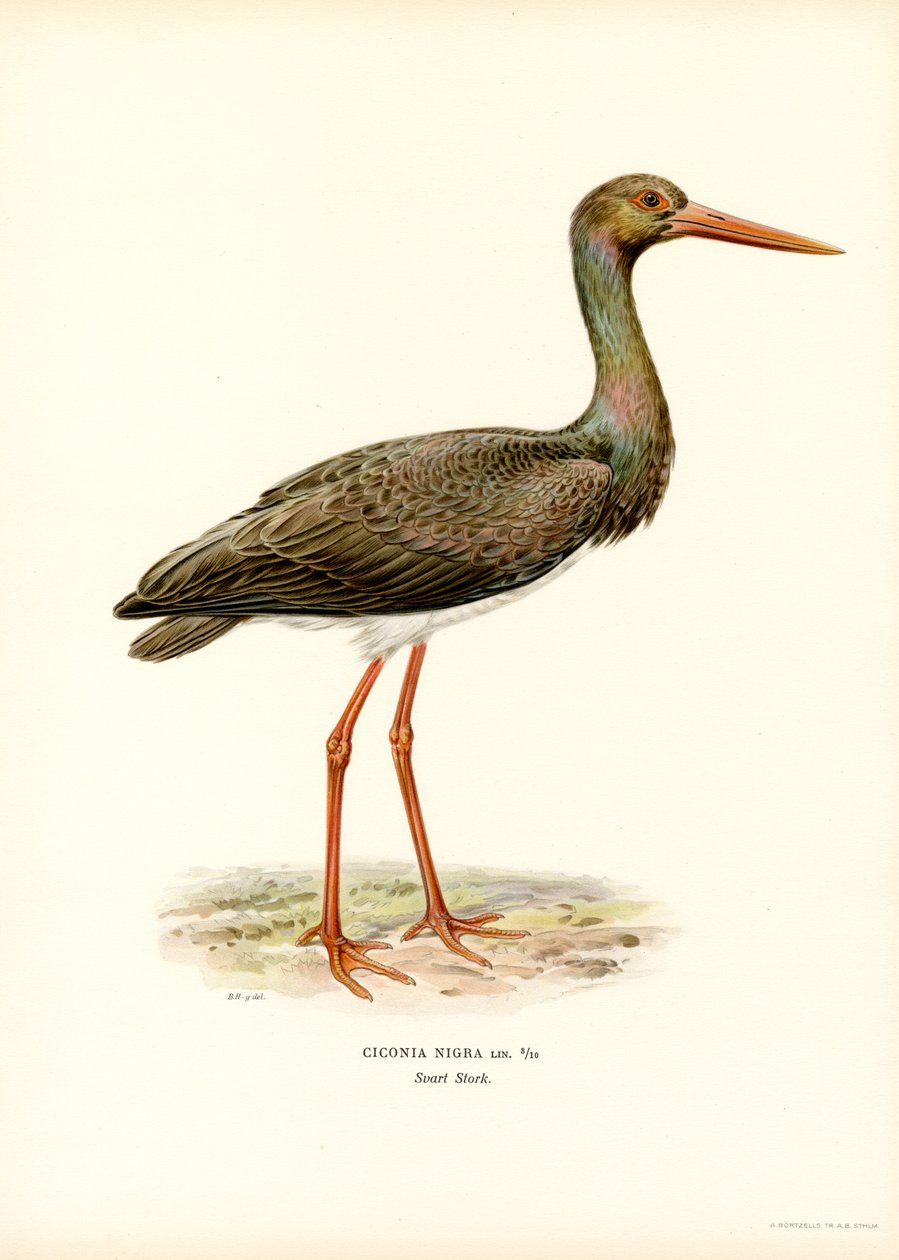 Cigogne noire - Magnus Ferdinand and Wilhelm von Wright