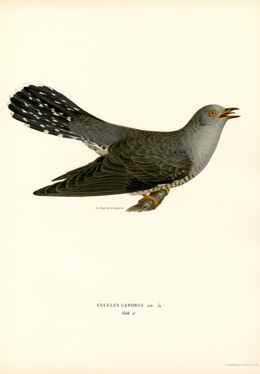 Coucou gris - Magnus Ferdinand and Wilhelm von Wright