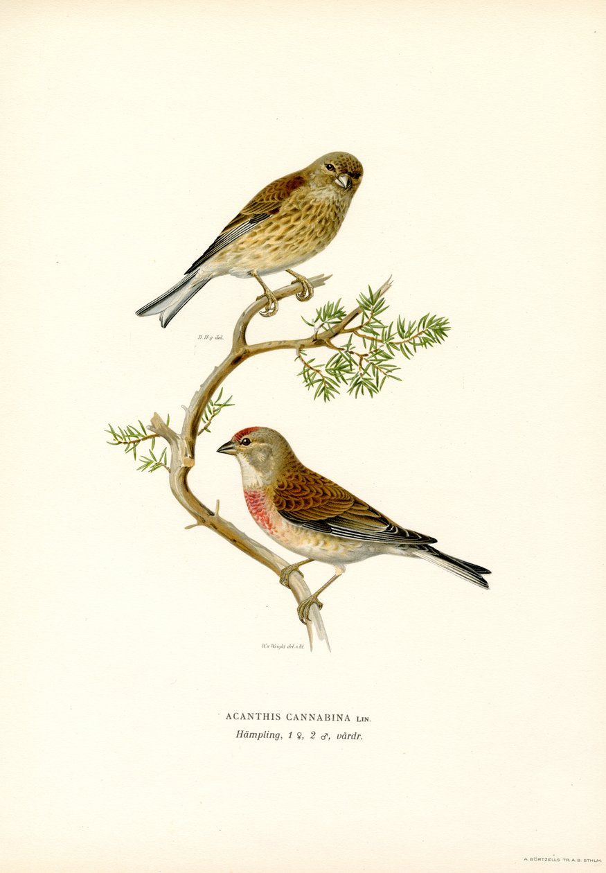 Linotte mélodieuse - Magnus Ferdinand and Wilhelm von Wright