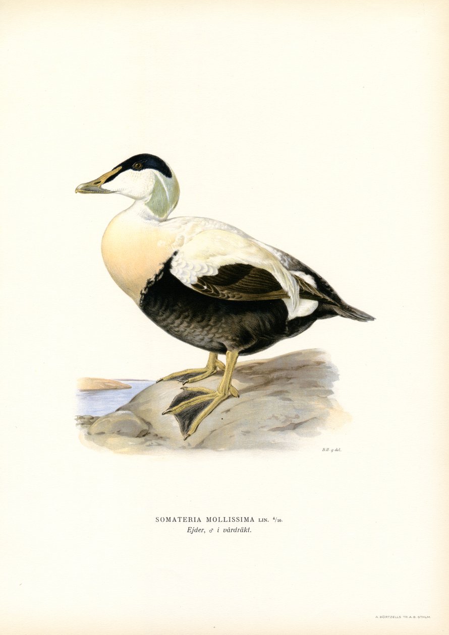 Eider à duvet - Magnus Ferdinand and Wilhelm von Wright