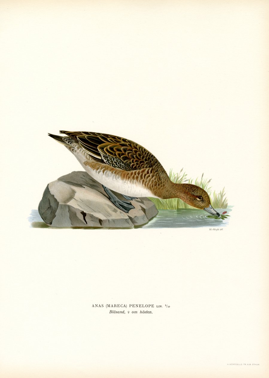 Canard siffleur - Magnus Ferdinand and Wilhelm von Wright