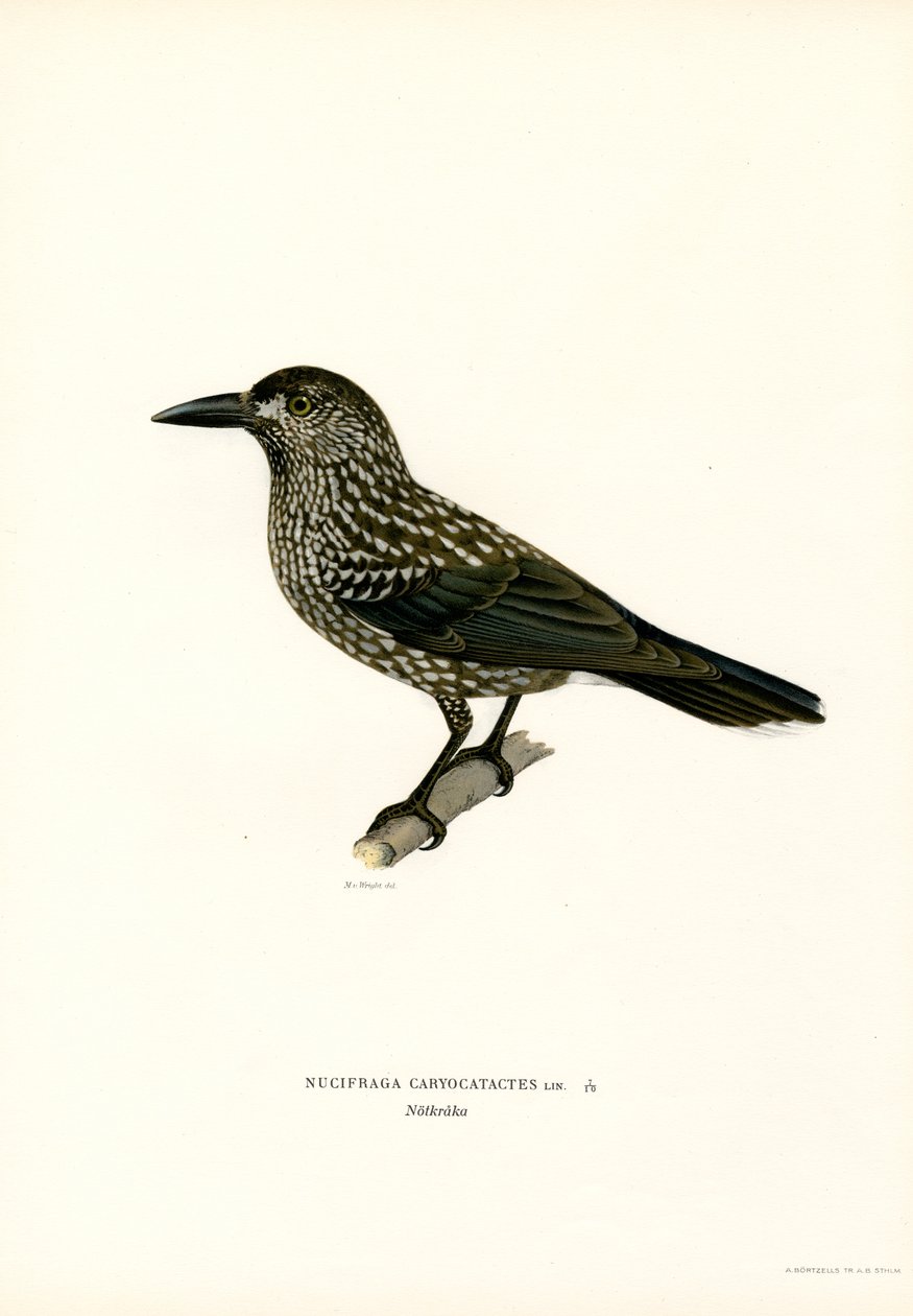 Cassenoix moucheté - Magnus Ferdinand and Wilhelm von Wright