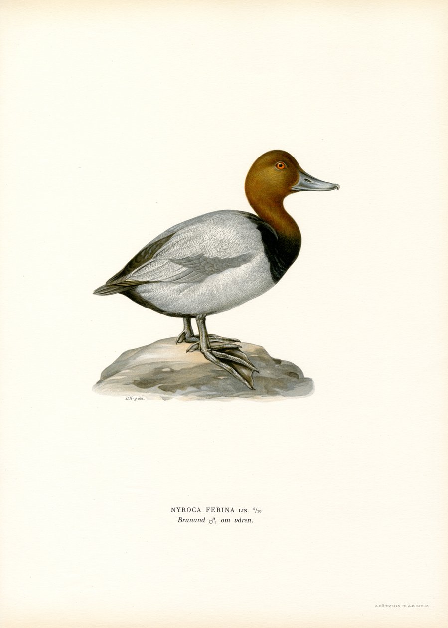 Fuligule milouin - Magnus Ferdinand and Wilhelm von Wright