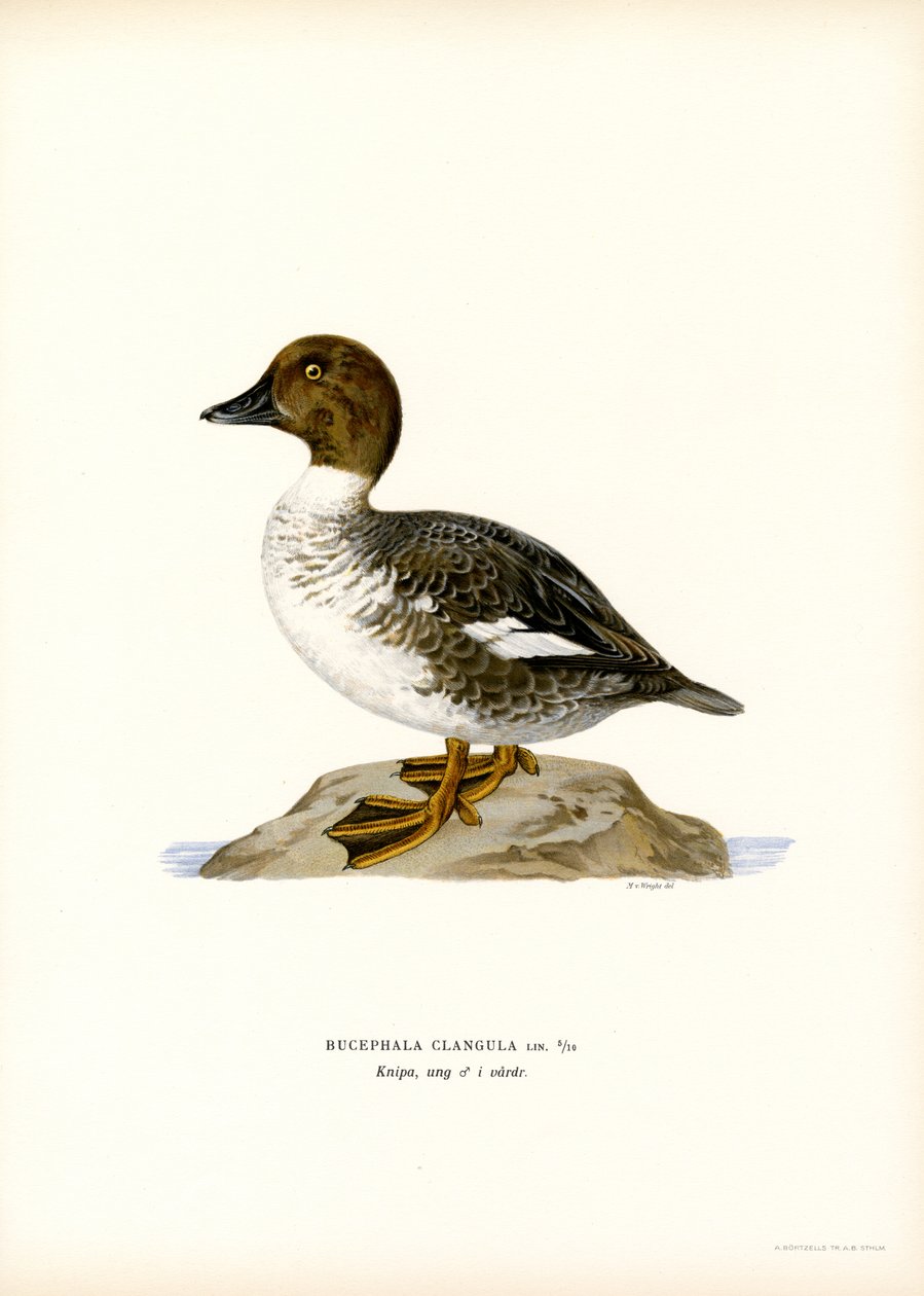 Garrot à œil d