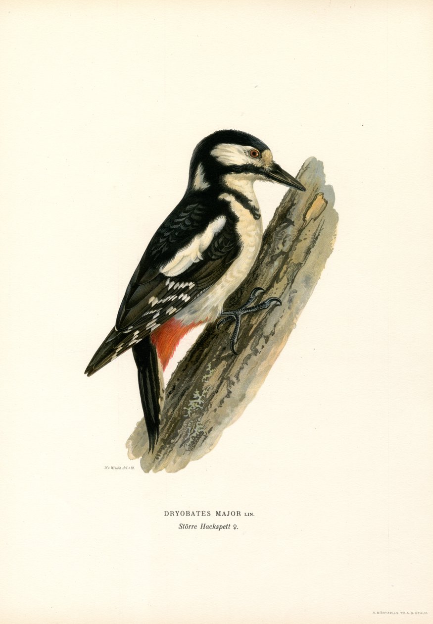 Pic épeiche - Magnus Ferdinand and Wilhelm von Wright