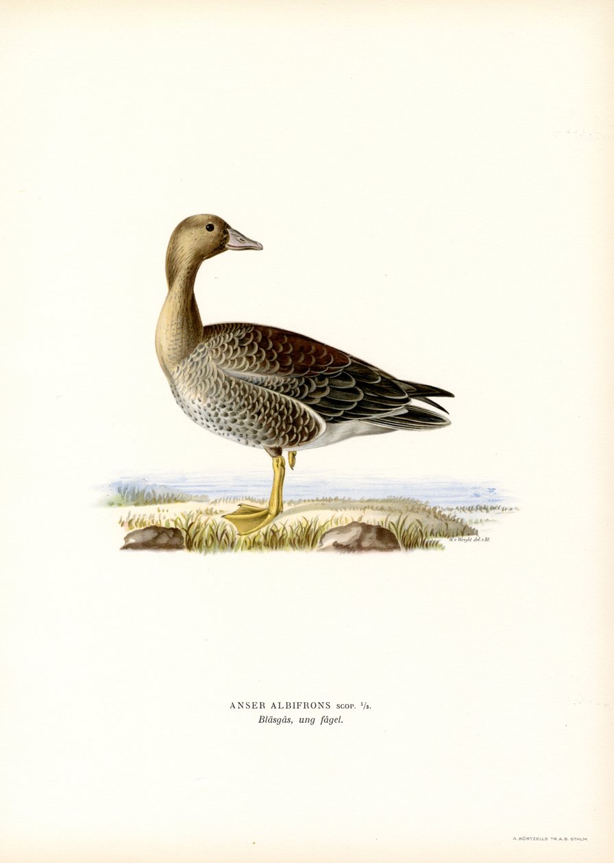 Oie rieuse - Magnus Ferdinand and Wilhelm von Wright