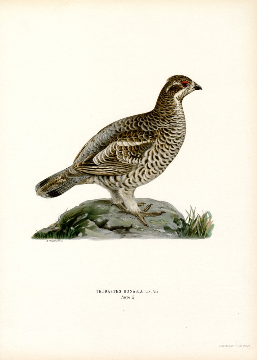 Gélinotte des bois - Magnus Ferdinand and Wilhelm von Wright