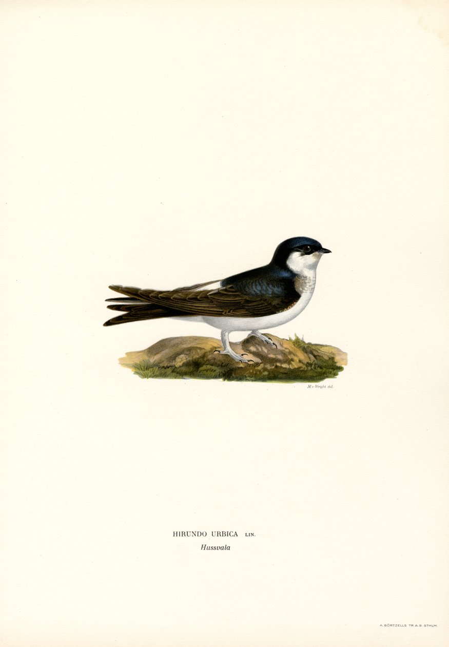Hirondelle de fenêtre - Magnus Ferdinand and Wilhelm von Wright